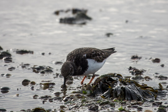 turnstone eating a clam on the beach