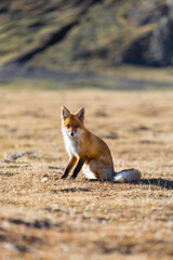 Fototapeta premium Red fox sitting on dry grass