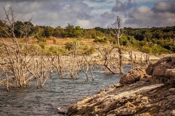 an elephant is in the middle of the water with dead trees in it