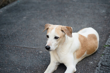 Portrait of a white and brown colored dog looking forward.