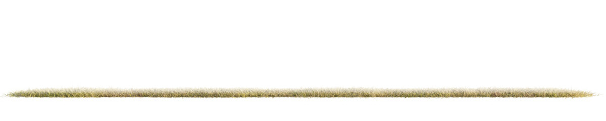 Frozen grass - panorama. Transparent background. 3D rendering.