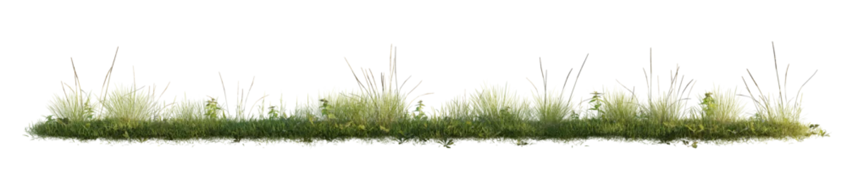 Photo sur Plexiglas Herbe Green grass isolated on transparent background. 3D render.
