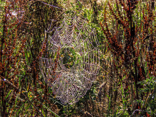 A spider web, spiderweb, spider's web, or cobweb is a structure created by a spider out of...