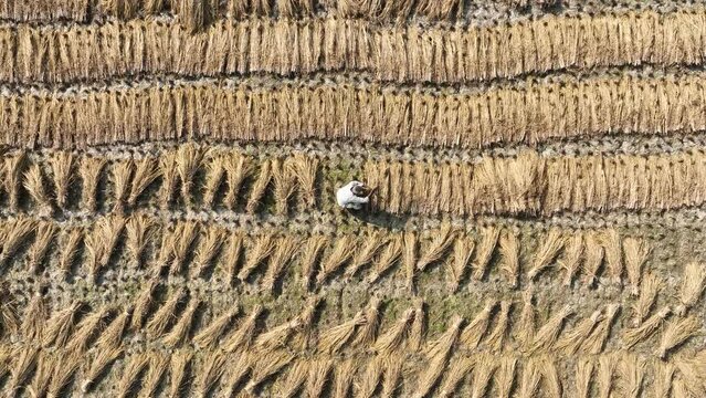 Aerial view harvesting rice from field, Bogura, Bangladesh