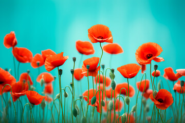 Vibrant red poppies in a spring field against a turquoise backdrop, with a soft focus and macro perspective. Bright, colorful, and artistically enhanced floral background. Bright image. 