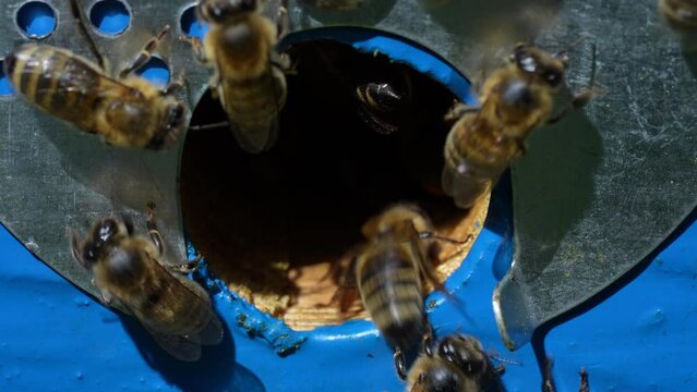 Honey bees fly next to the bee hive in the apiary to collect honey, close up. Beekeeping in countryside. Colony bees in apiary, macro. Detailed landing holes in the hive and fly bees