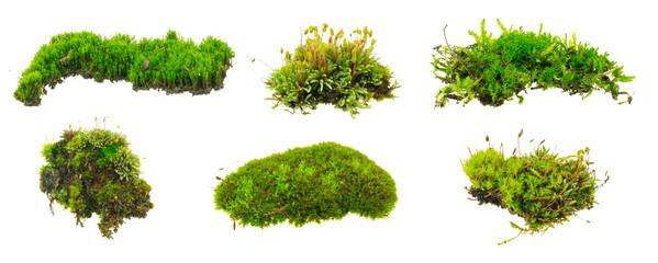 moss on white isolated background - Powered by Adobe