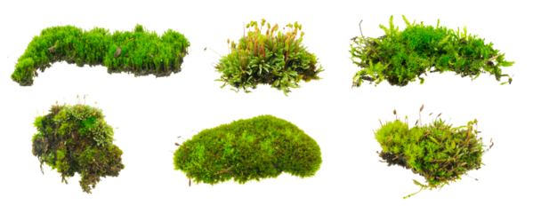 moss on white isolated background