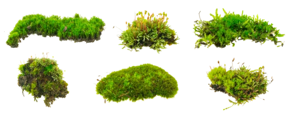 Crédence de cuisine en verre imprimé Herbe moss on white isolated background