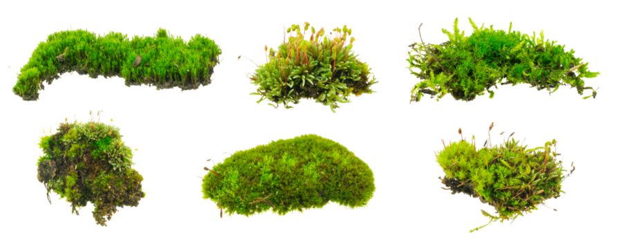 moss on white isolated background