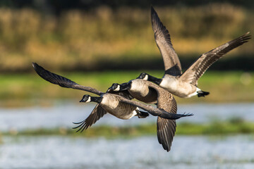 Canada Goose, Branta canadensis birds in flight over Marshes