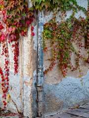 Herbstlich gefärbter Wilder Wein an der Fassade