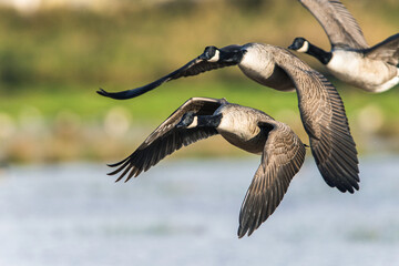 Canada Goose, Branta canadensis birds in flight over Marshes