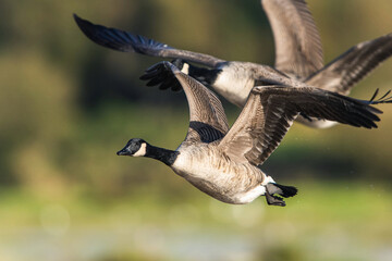 Canada Goose, Branta canadensis birds in flight over Marshes