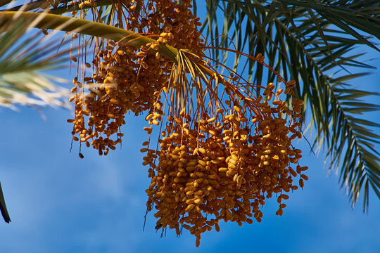 cluster of green fruits of palm tree, datiles