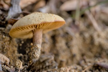 Closeup shot of a mushroom grown in the rocky ground at the forest on the blurred background