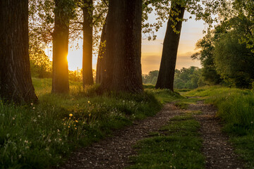 Enchanting sunset in the forest. The sun's rays pass between the trees and illuminate the grass, flowers and the forest path.