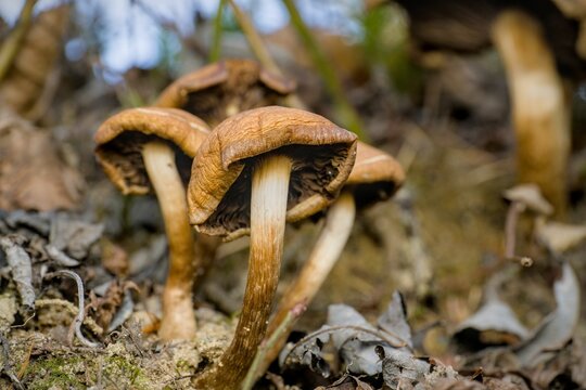 Closeup shot of a brown and white Weeping Widow fungus mushroom on the ground.