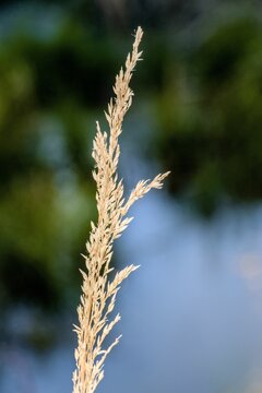 Vertical shot of a Calamagrostis Arundinacea bunch grass with blurred background