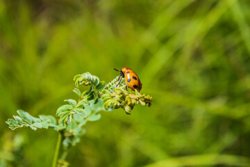 Naklejka premium Closeup shot of a ladybug sitting on a plant on green blurry background