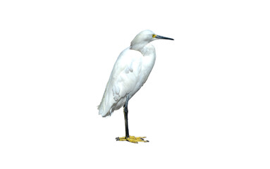 An isolated white egret bird against a blank background