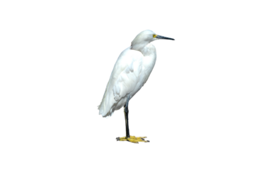 An isolated white egret bird against a blank background