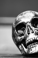 Grayscale shot of a skull on a piece of wood