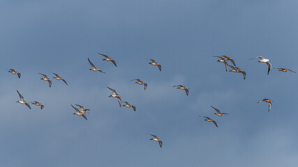 Black-tailed Godwit, Limosa limosa, birds in flight over Marshes at winter time