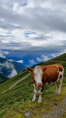 Fototapeta na wymiar Vertical shot of a cow in the nature