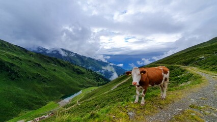 Fototapeta na wymiar Closeup shot of a cow in the nature