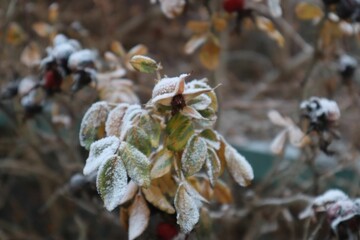 Selective focus of a flozen plant in the garden