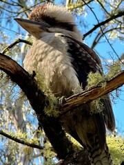 Close-up shot of a Laughing kookaburra perched on a branch on a blurred background