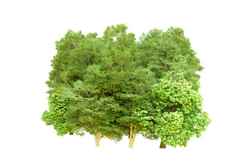 Obraz premium Green forest isolated on transparent background. 3d rendering - illustration
