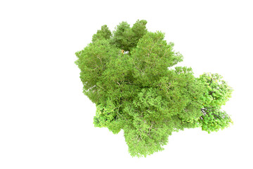 Obraz premium Green forest isolated on transparent background. 3d rendering - illustration