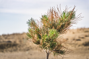 A young small pine tree with young needles grows in the desert on a summer sunny day in macro