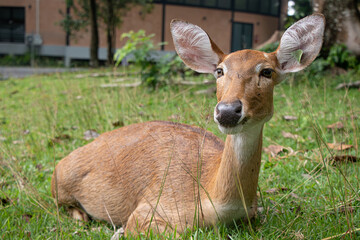 A female eld's deer sits idly in the zoo.