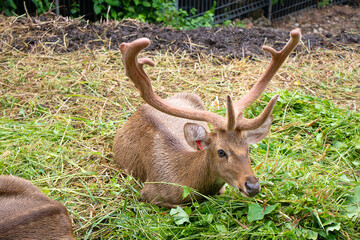 A male eld's deer sits idly in the zoo.