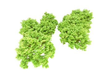 Obraz premium Green forest isolated on transparent background. 3d rendering - illustration