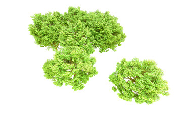 Fototapeta premium Green forest isolated on transparent background. 3d rendering - illustration