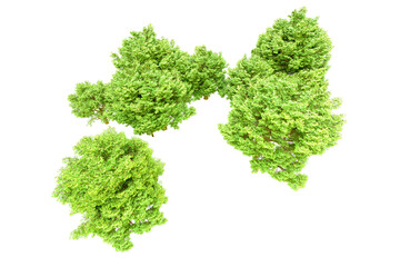 Obraz premium Green forest isolated on transparent background. 3d rendering - illustration