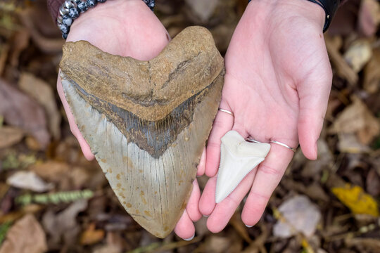 6 Inch Giant Prehistoric Megalodon Shark Tooth and 2 Inch Great White Shark Tooth
