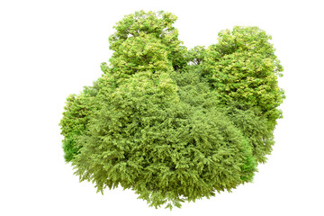 Fototapeta premium Green forest isolated on transparent background. 3d rendering - illustration