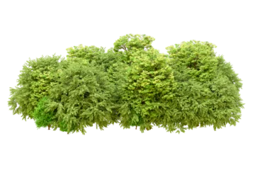 Foto auf Acrylglas Pistache Green forest isolated on transparent background. 3d rendering - illustration