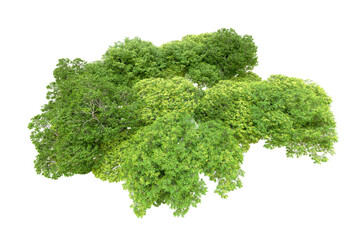 Obraz premium Green forest isolated on transparent background. 3d rendering - illustration