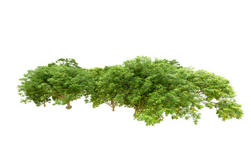 Green forest isolated on transparent background. 3d rendering - illustration