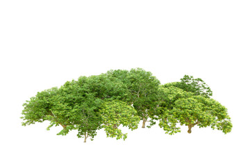 Obraz premium Green forest isolated on transparent background. 3d rendering - illustration