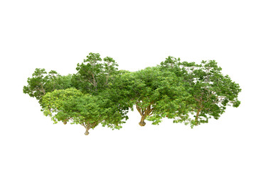 Green forest isolated on transparent background. 3d rendering - illustration