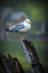 seagull on the wodden plank