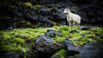 sheep on the rocks
