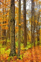 Obraz premium View of colorful trees during the autumn.
